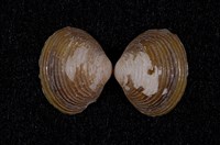 藏品(臺灣蜆)的圖片